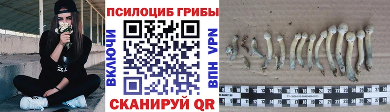 Галлюциногенные грибы Psilocybe  Купить где  Учалы 